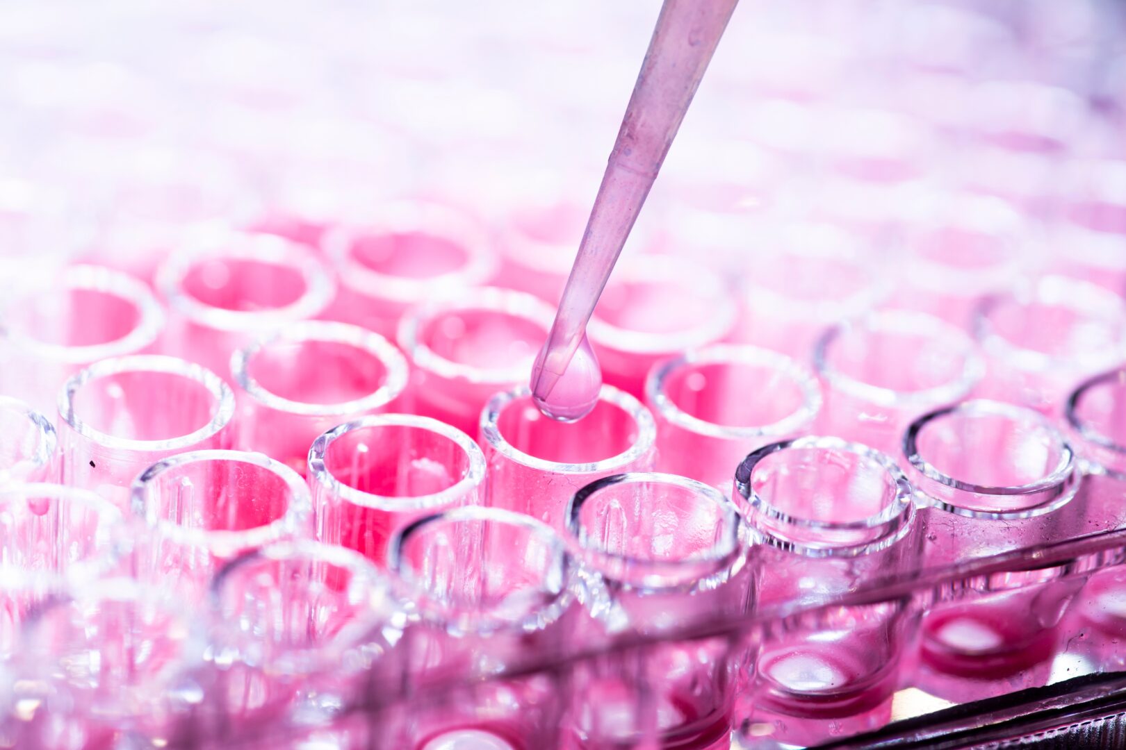 Cell,culture,at,the,medicine,,medical,and,cell,culture,laboratory,